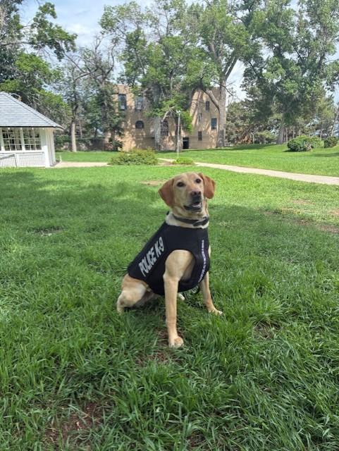 CSPD K9 Blue in Protective Vest