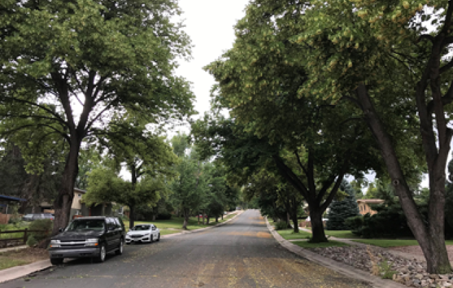 a neighborhood street lined with tall trees