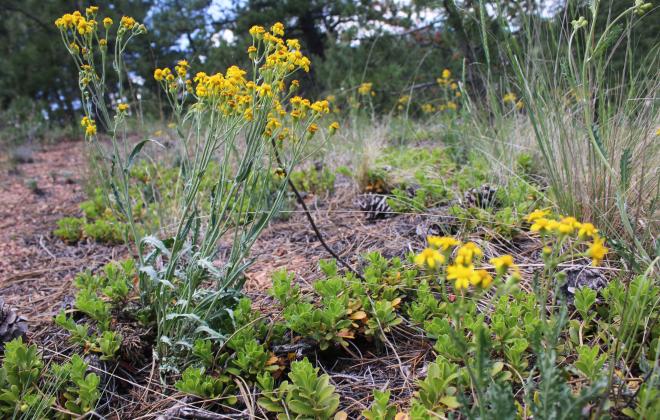 Yellow wildflowers