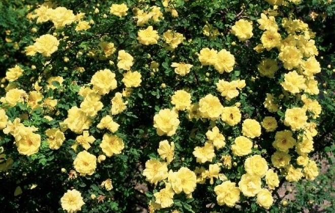 A bush of yellow roses found in Evergreen Cemetery