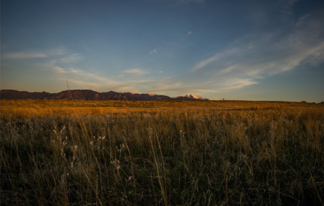 sunset over field of wild grasses