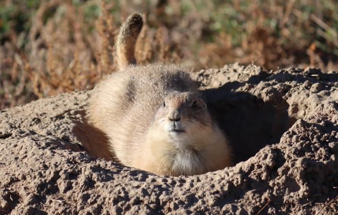 prairie dog